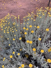 Baileya pleniradiata