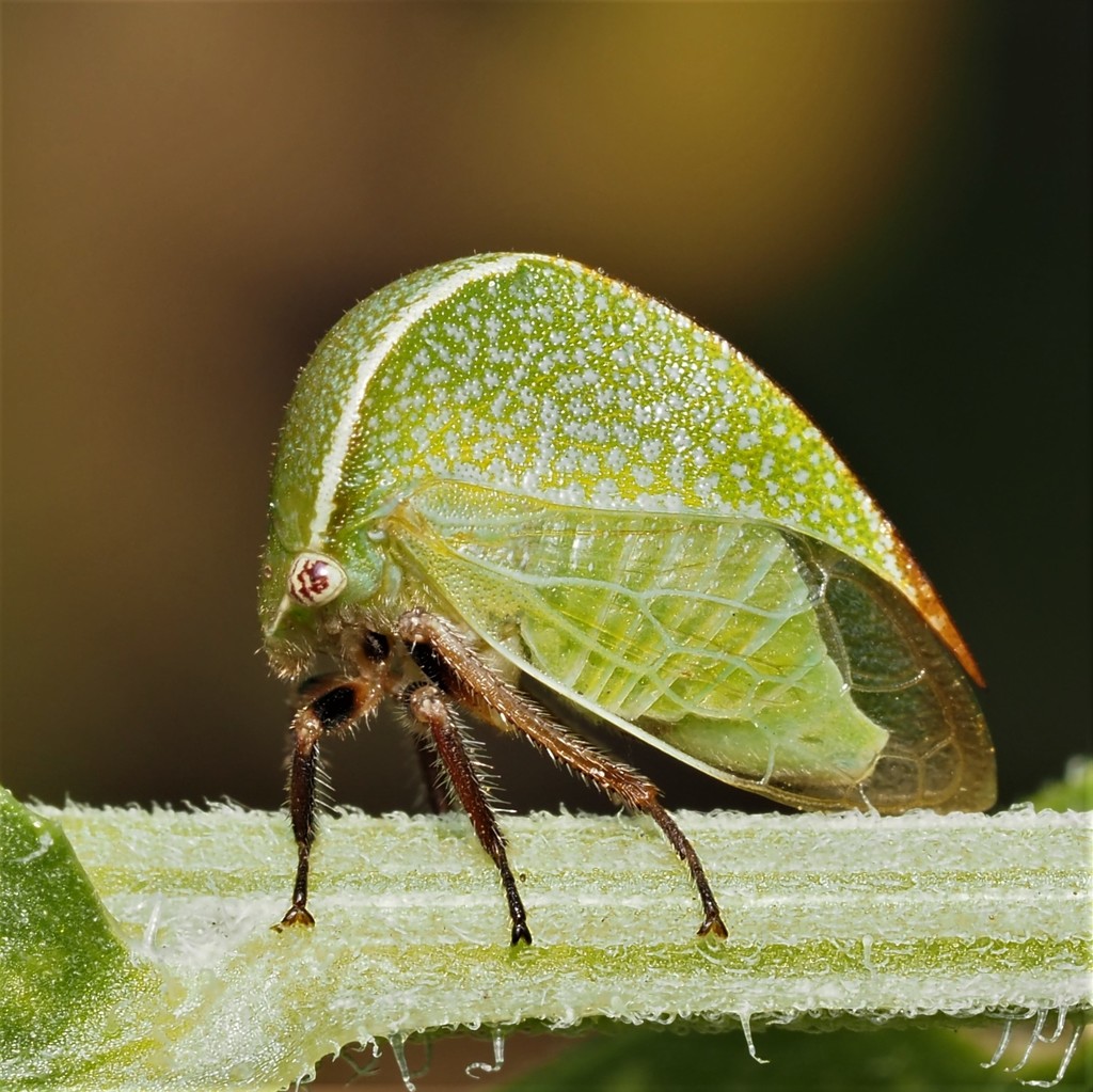 Tortistilus inermis