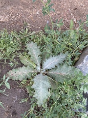 Onopordum acanthium acanthium