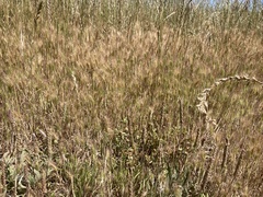 Hordeum marinum