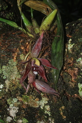 Paphinia cristata