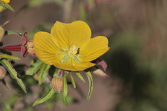 Ludwigia bonariensis