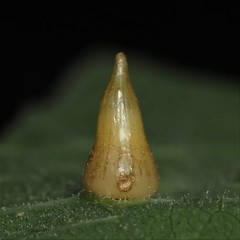 Celticecis spiniformis