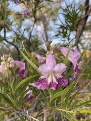 Chilopsis linearis