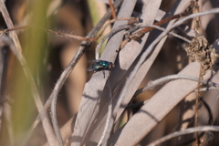 Lucilia eximia