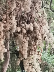 Heliocarpus americanus