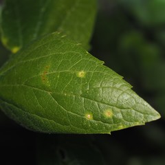 Celticecis spiniformis