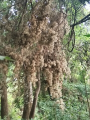 Heliocarpus americanus