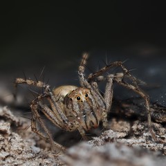 Oxyopes acleistus