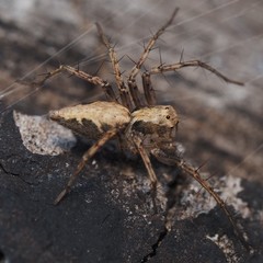 Oxyopes acleistus