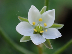 Spergula arvensis