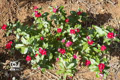 Catharanthus roseus