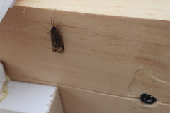 Macrostemum zebratum