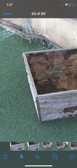 Apis mellifera
