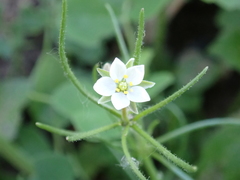 Spergula arvensis