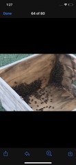 Apis mellifera