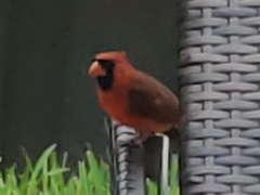 Cardinalis