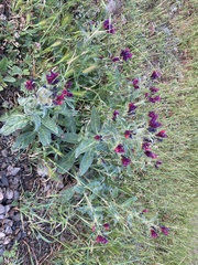 Echium creticum creticum