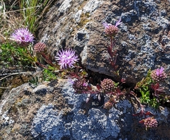 Monardella purpurea