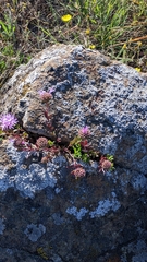 Monardella purpurea