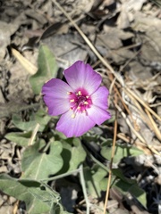 Clarkia gracilis tracyi