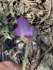 Clarkia gracilis tracyi