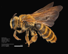 Andrena astragali