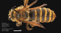 Andrena astragali