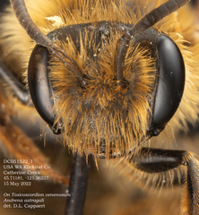 Andrena astragali