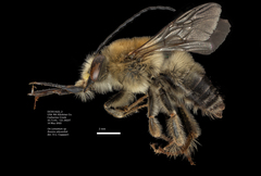 Eucera edwardsii