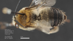 Eucera edwardsii