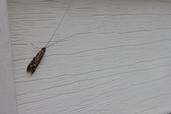 Macrostemum zebratum