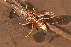 Polistes stigma