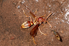 Polistes stigma