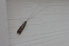 Macrostemum zebratum