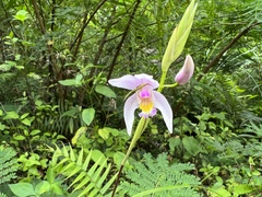 Bletilla formosana