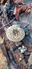 Pluteus readiarum