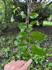 Cephalanthus tetrandra