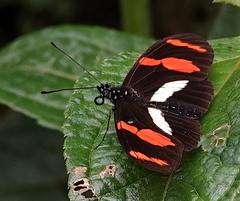 Heliconius telesiphe