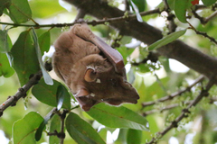 Epomophorus crypturus