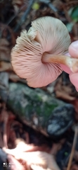 Pluteus readiarum