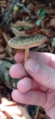 Pluteus readiarum