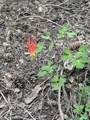 Aquilegia elegantula