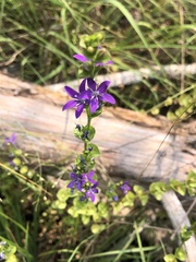 Triodanis lamprosperma