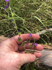 Triodanis lamprosperma