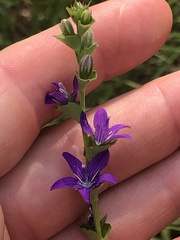 Triodanis lamprosperma