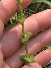 Triodanis lamprosperma