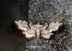 Monocerotesa connexa