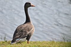 Anser albifrons flavirostris