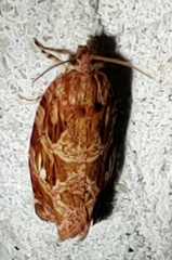 Phaecasiophora confixana